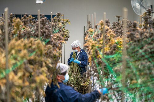 Elevate Holistics Showcases Booming Opportunities in U.S. Cannabis Jobs